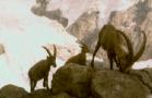 Wetterhorn_ibex.jpg