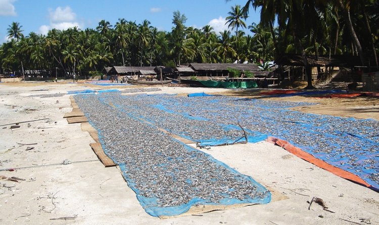 Fishing Village on Ngapali Beach on the Bay of Bengal on the western coast of Myanmar / Burma