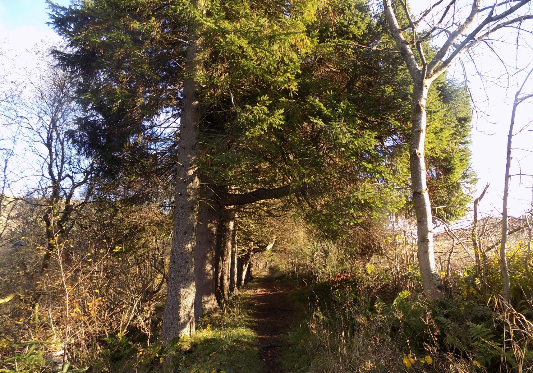 Path on route to Alloch Dam