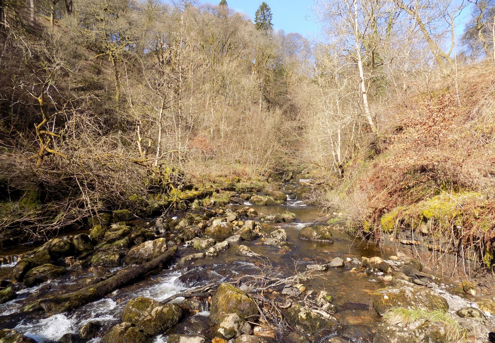 Kirk Burn in Campsie Glen