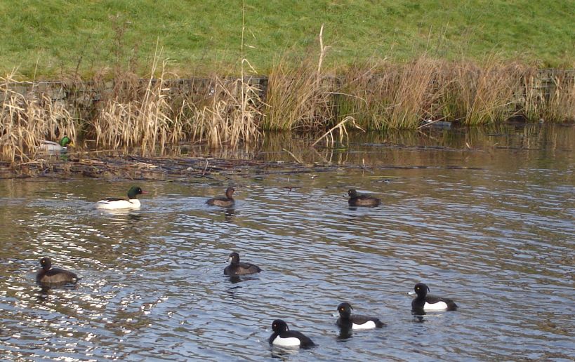 Water Birds on the Forth and Clyde Canal in Yoker, Glasgow