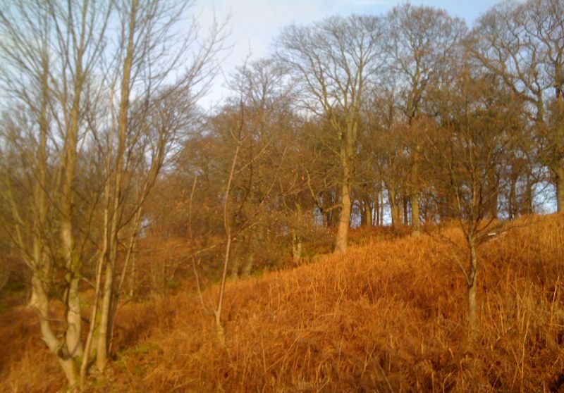 Garscadden ( Bluebell ) Woods