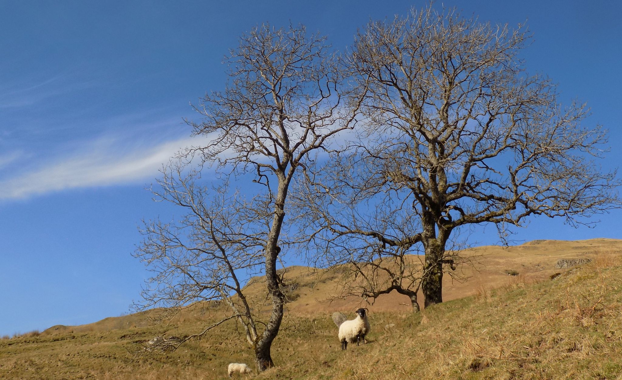 On descent route to Broadgate Farm from the escarpment of the Campsie Fells