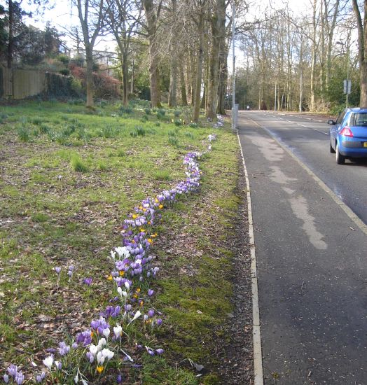 Crocus in Kilmardinny Avenue in Springtime