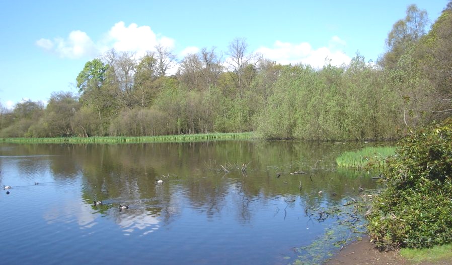 Waterbirds at Kilmardinny Loch in Bearsden