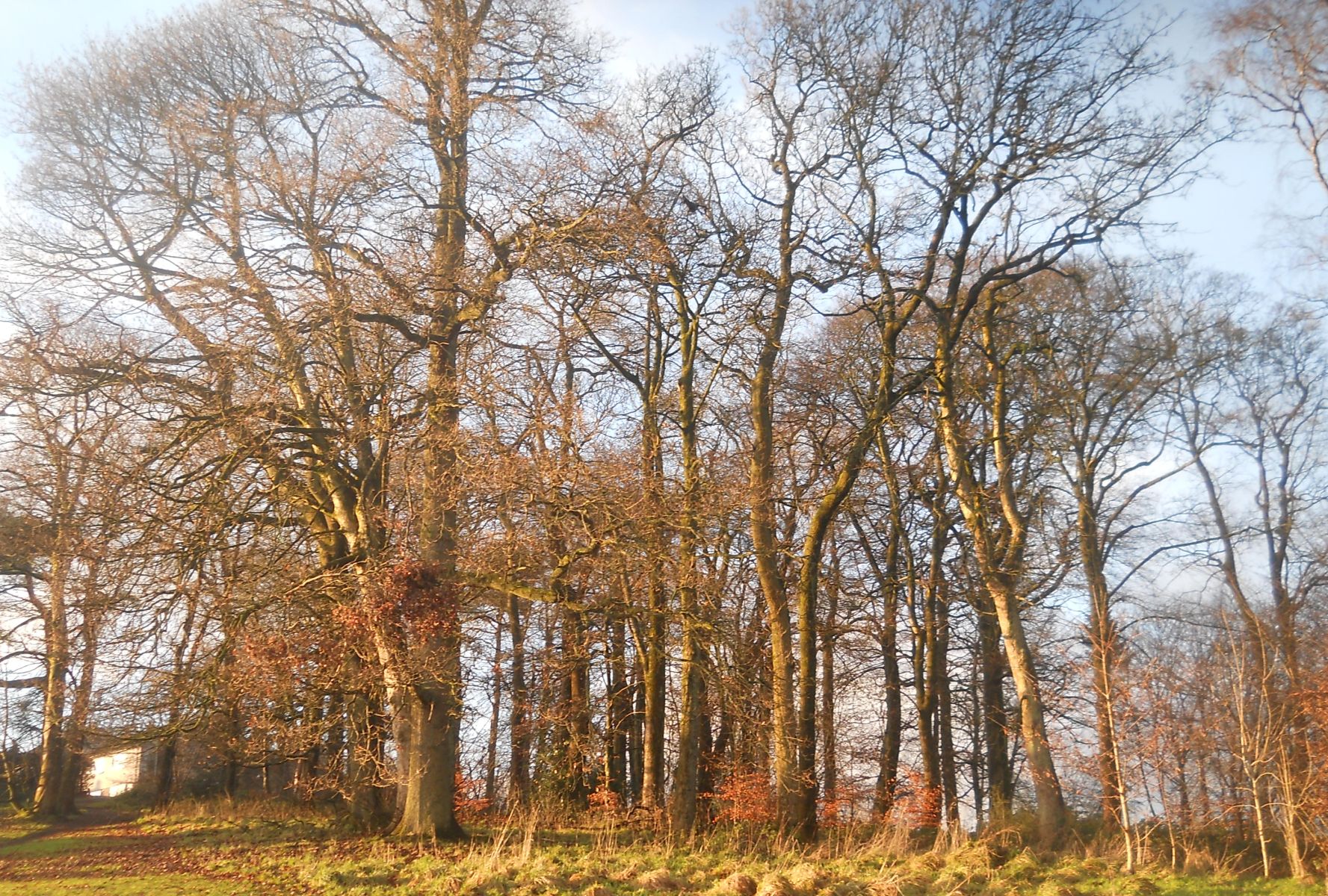 Woods in autumn at Kilmardinny Loch