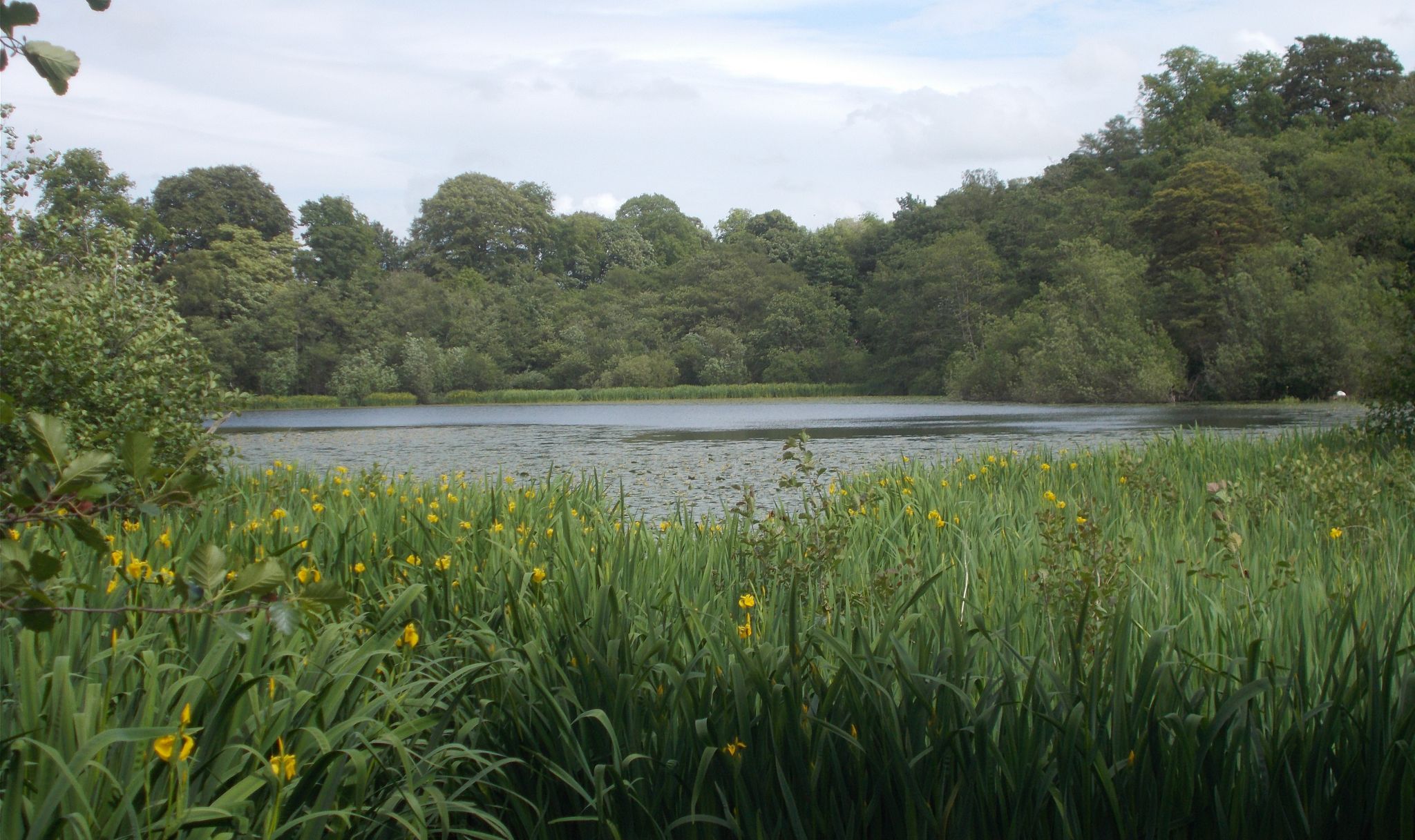 Iris at Kilmardinny Loch in Bearsden