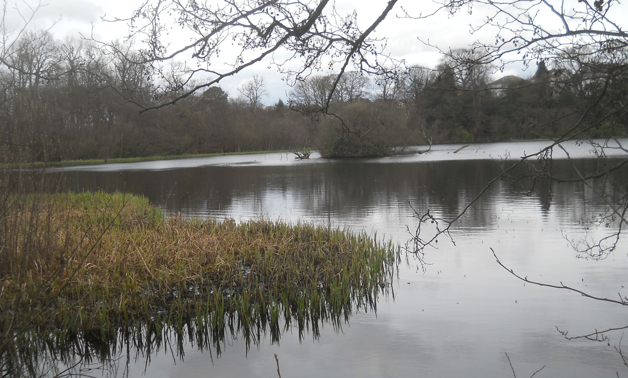 Waterbirds at Kilmardinny Loch in Bearsden