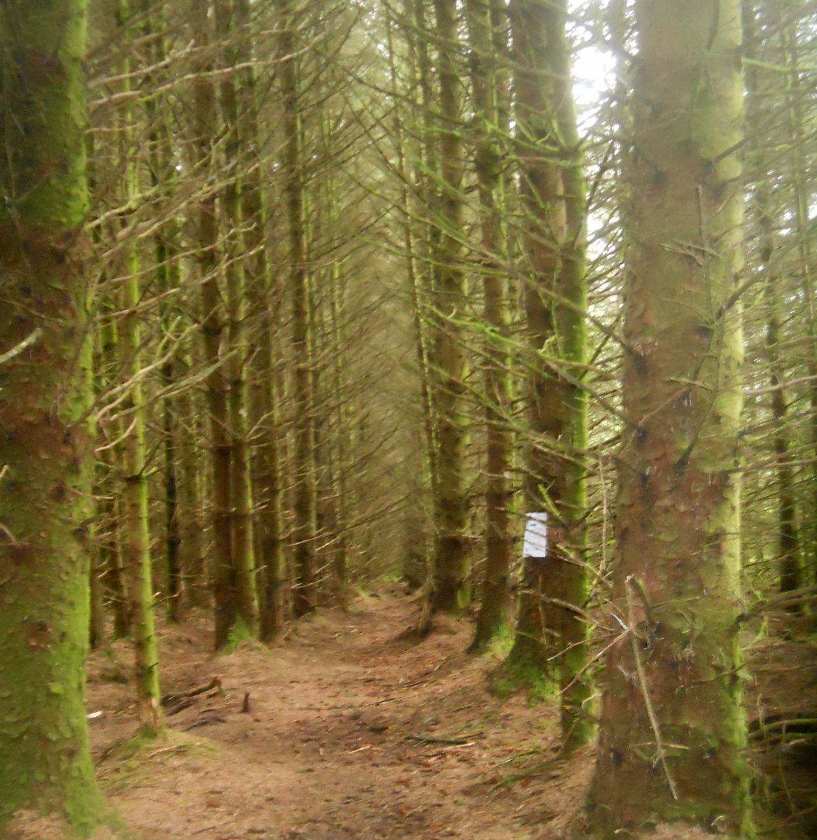 Rob Roy Way through Forest