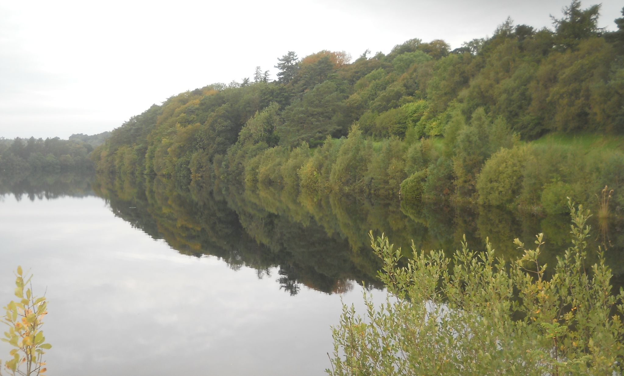 Trees above Mugdock Reservoir