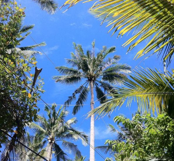 Palm Trees on Koh Tao in Southern Thailand