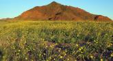 Death_Valley_flowers.jpg