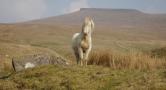 brecon_beacons_pony.jpg